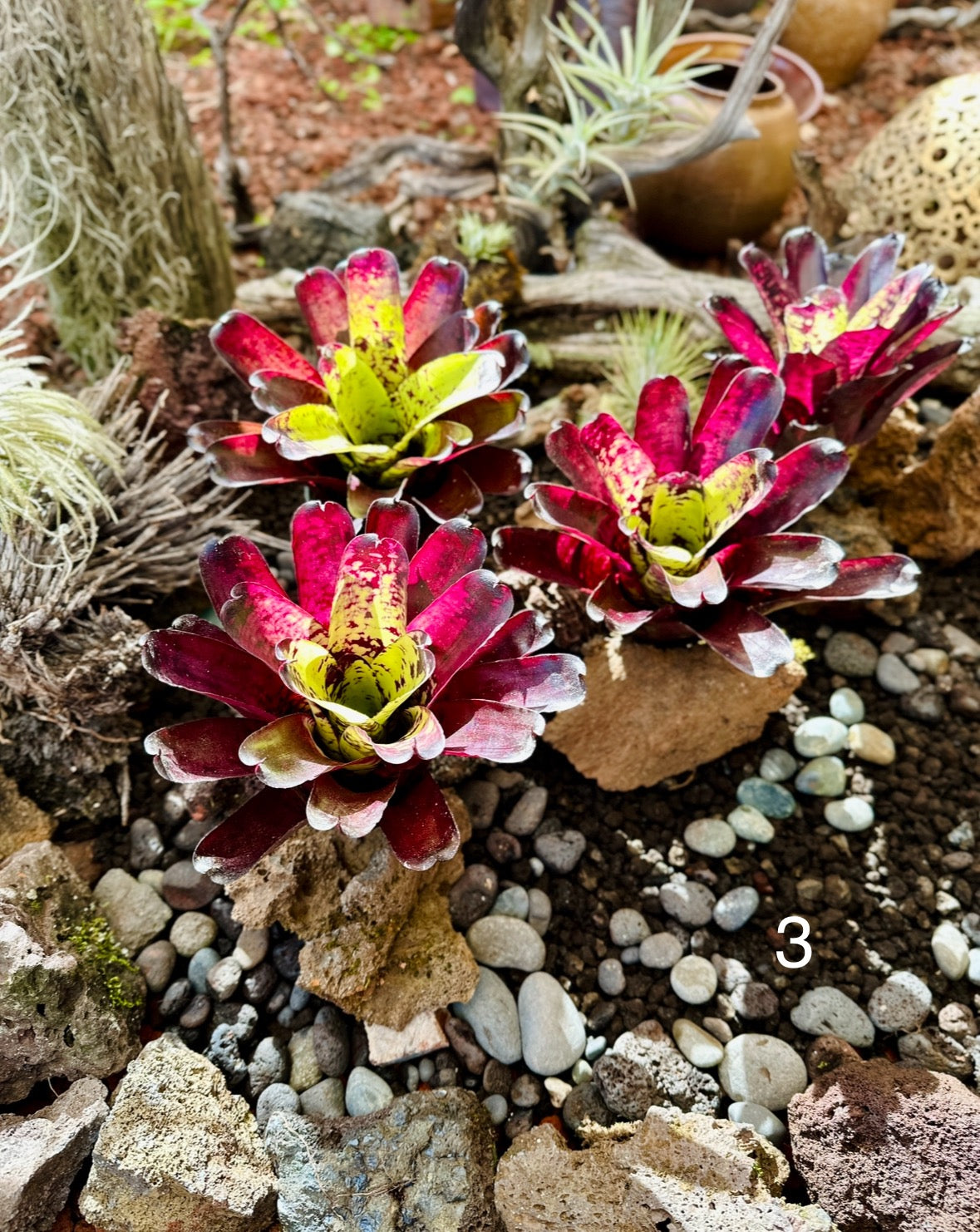 Assorted Neoregelia Minis