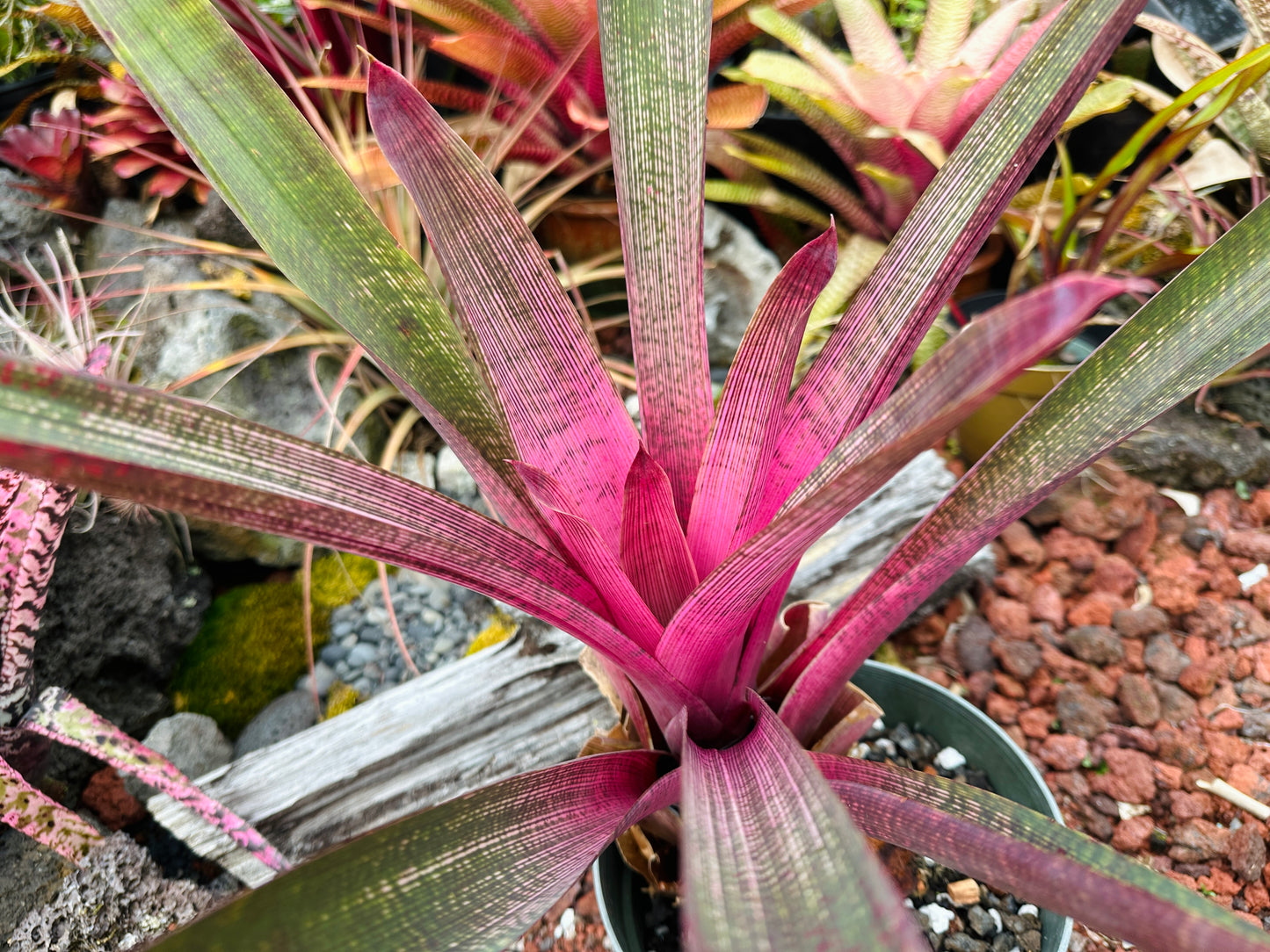 Vriesea ‘Ku’ulei Nani’