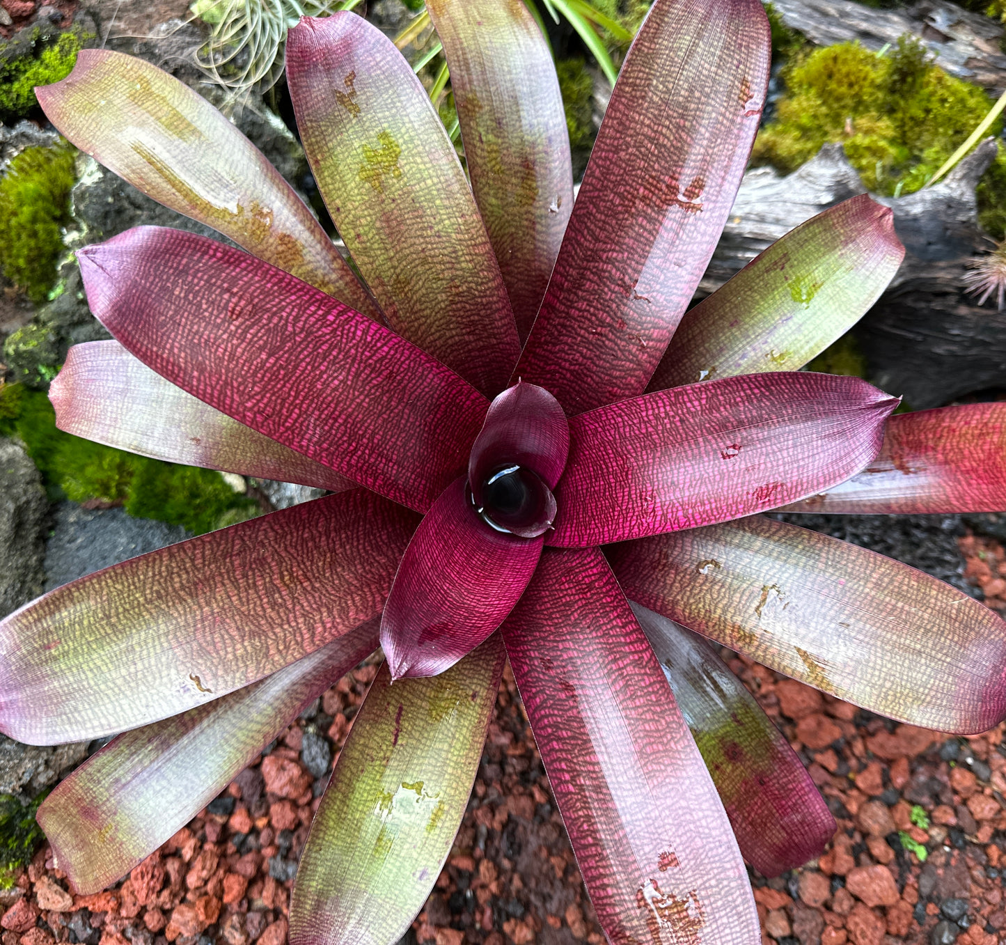 Vriesea ‘Dark Ninja’