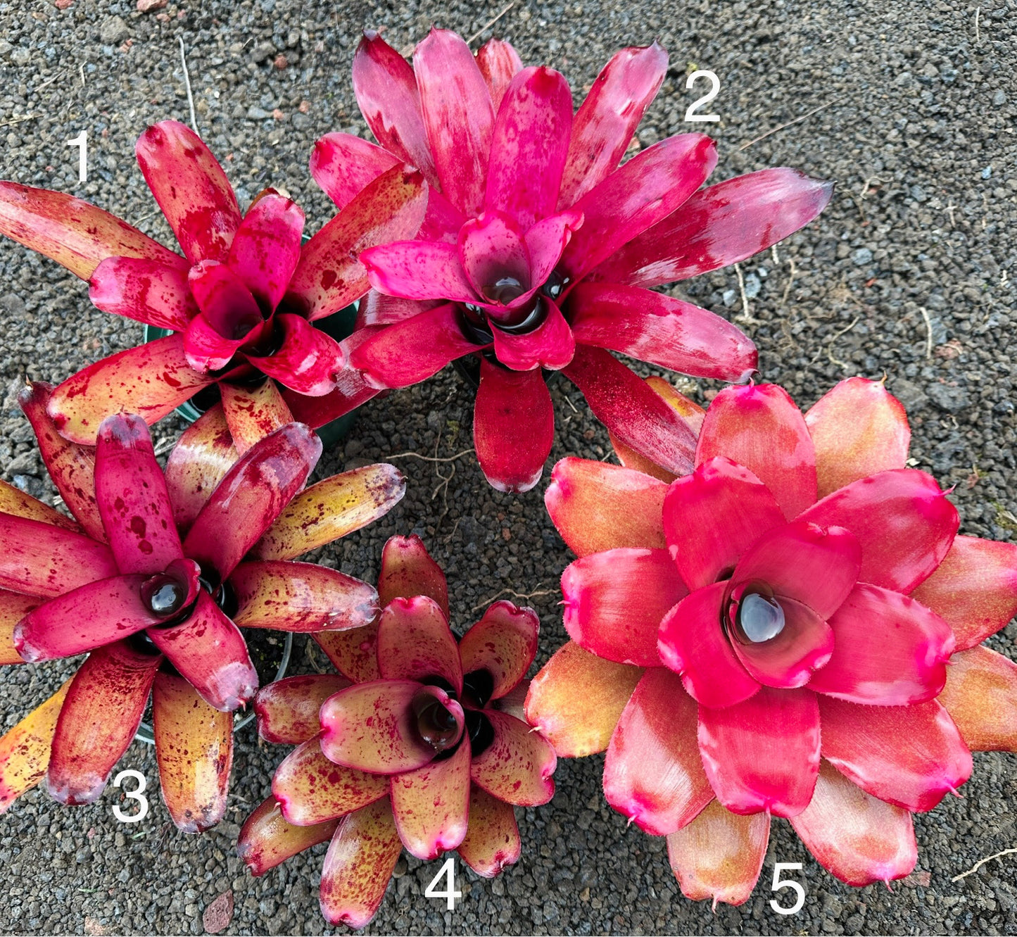Assorted Neoregelia