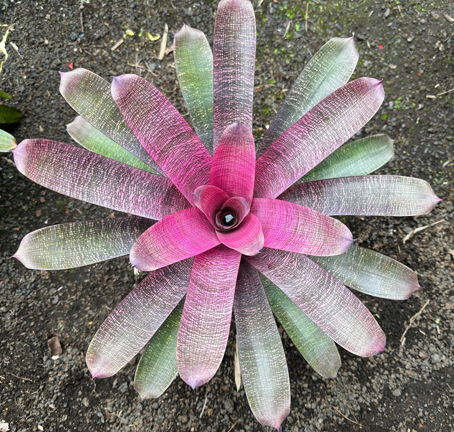 Vriesea ‘White Lighting’ hybrid x ‘Ku’ulei Mamo’
