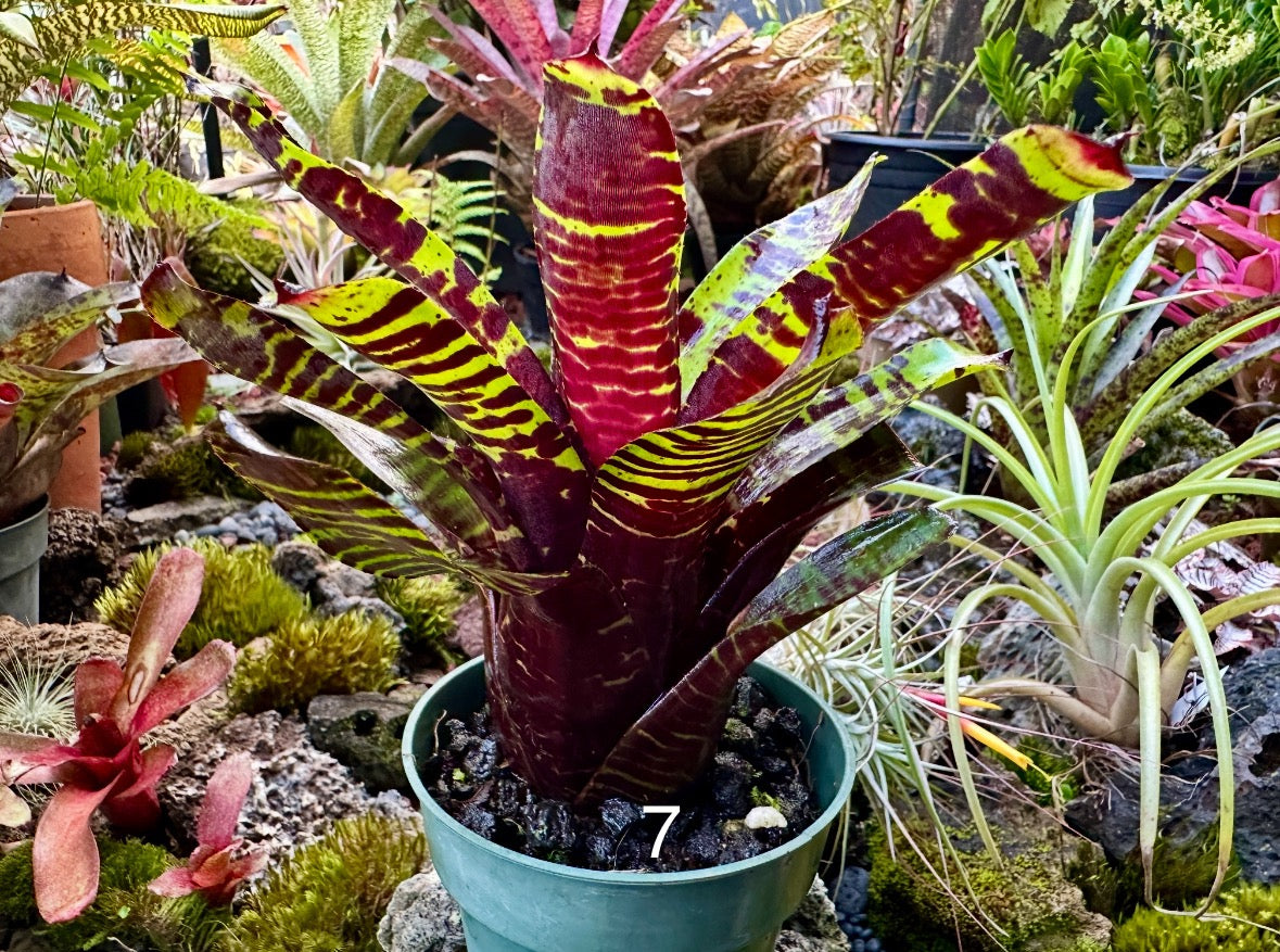 Assorted Neoregelia Minis