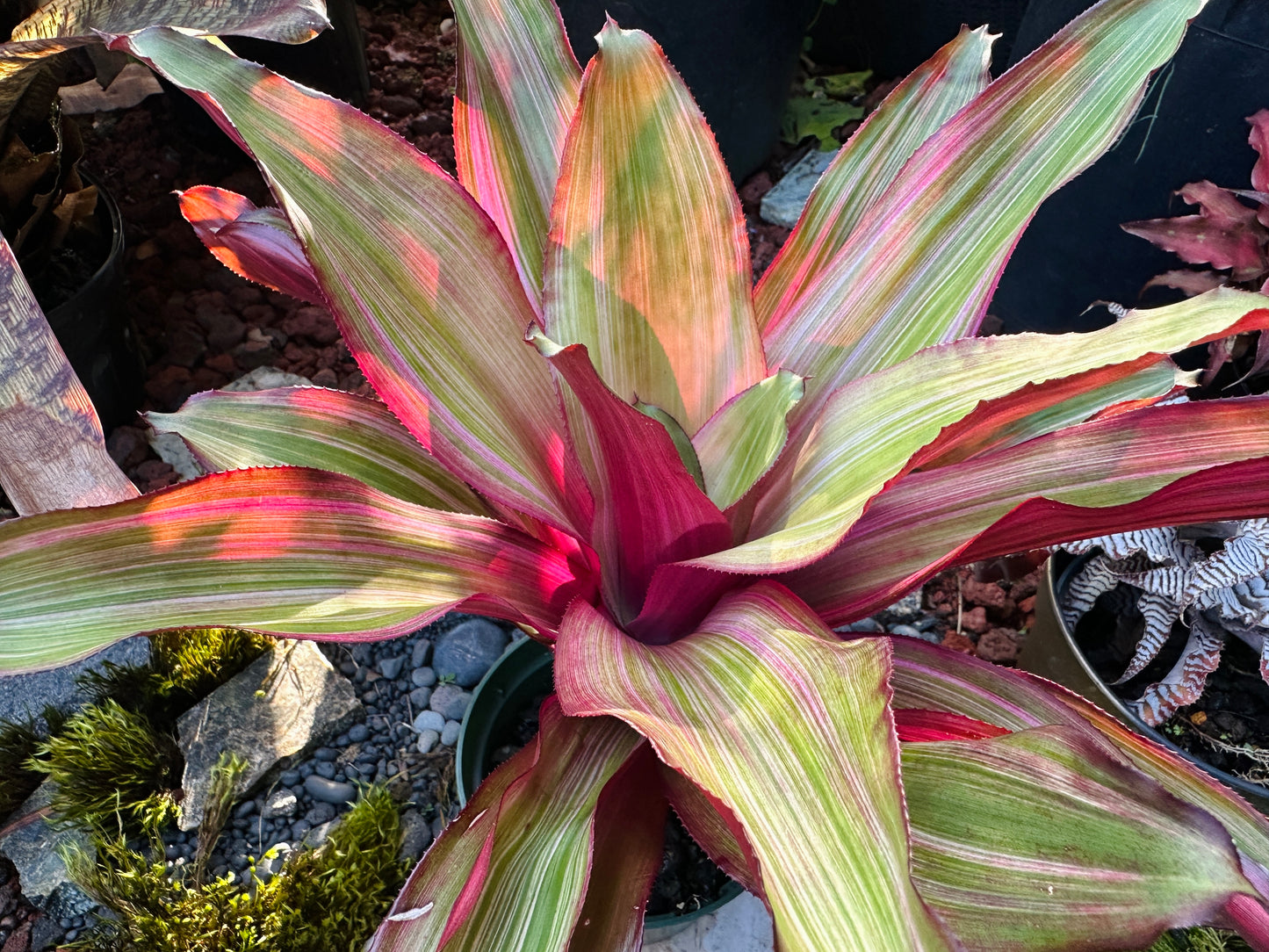 Nidularium ‘Ruby Lee’