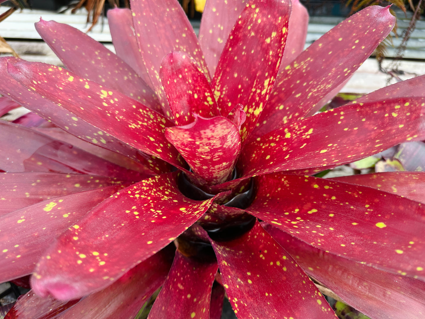 Neoregelia ‘Pele’s Flame’