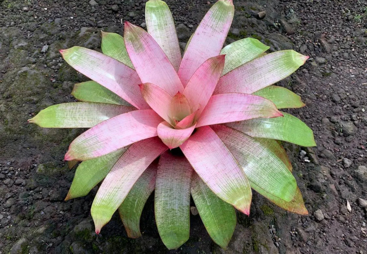 Vriesea ‘Emiko’