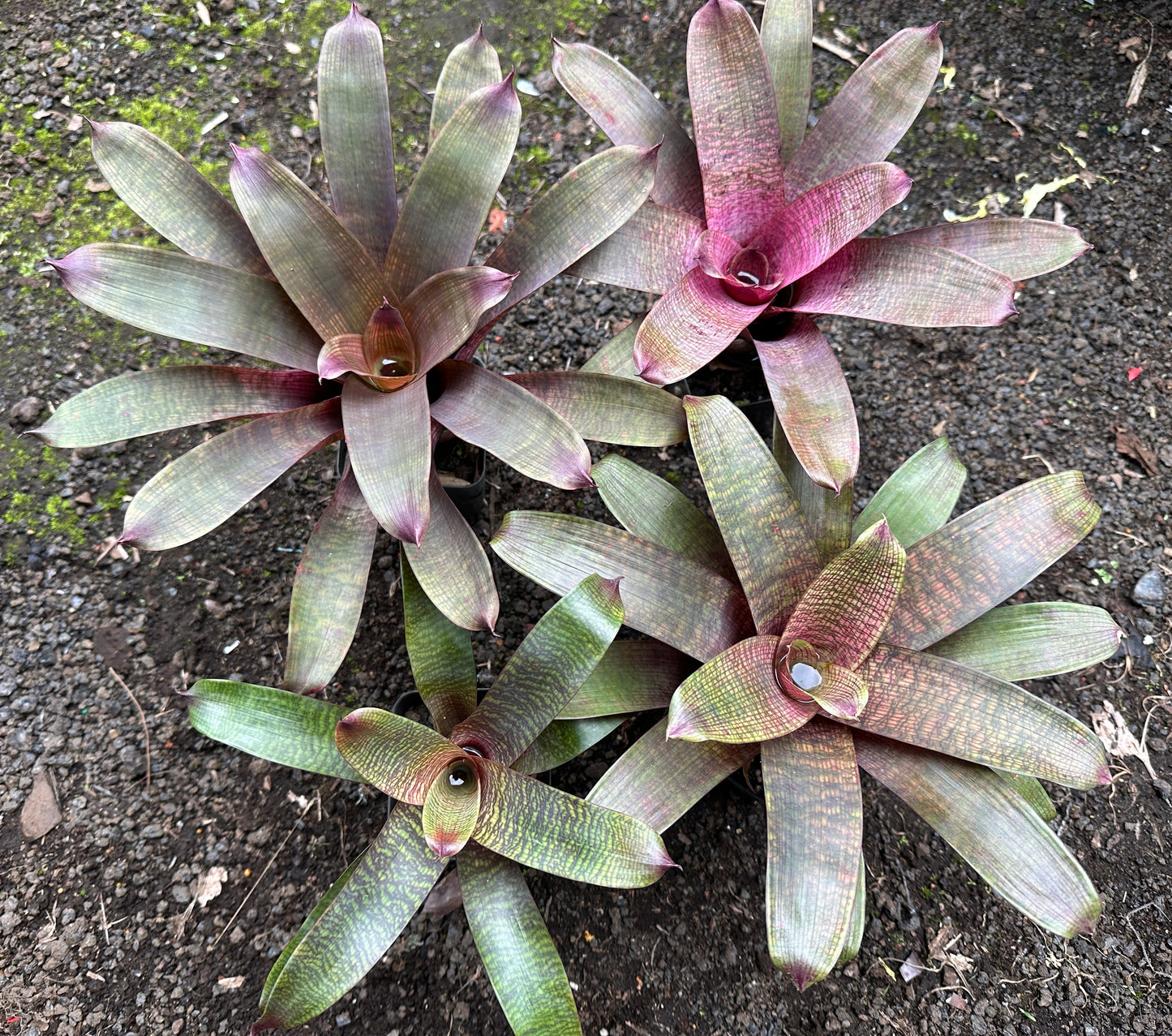 Assorted Vriesea
