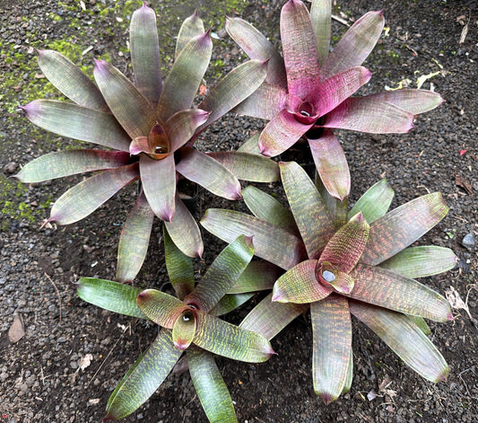 Assorted Vriesea