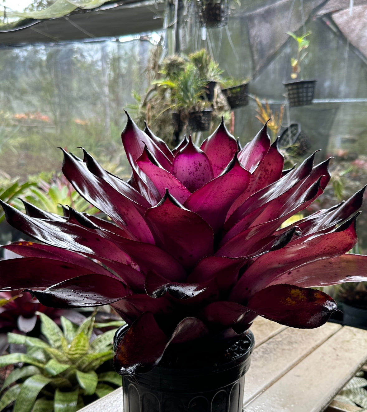 Neoregelia ‘Pahoa Days’