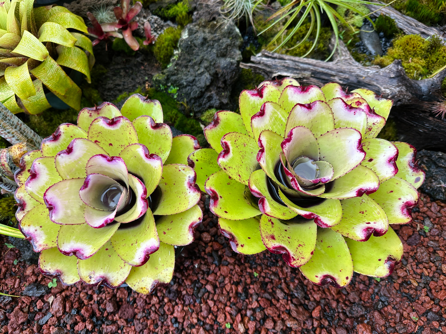 Neoregelia ‘Lilikoi’