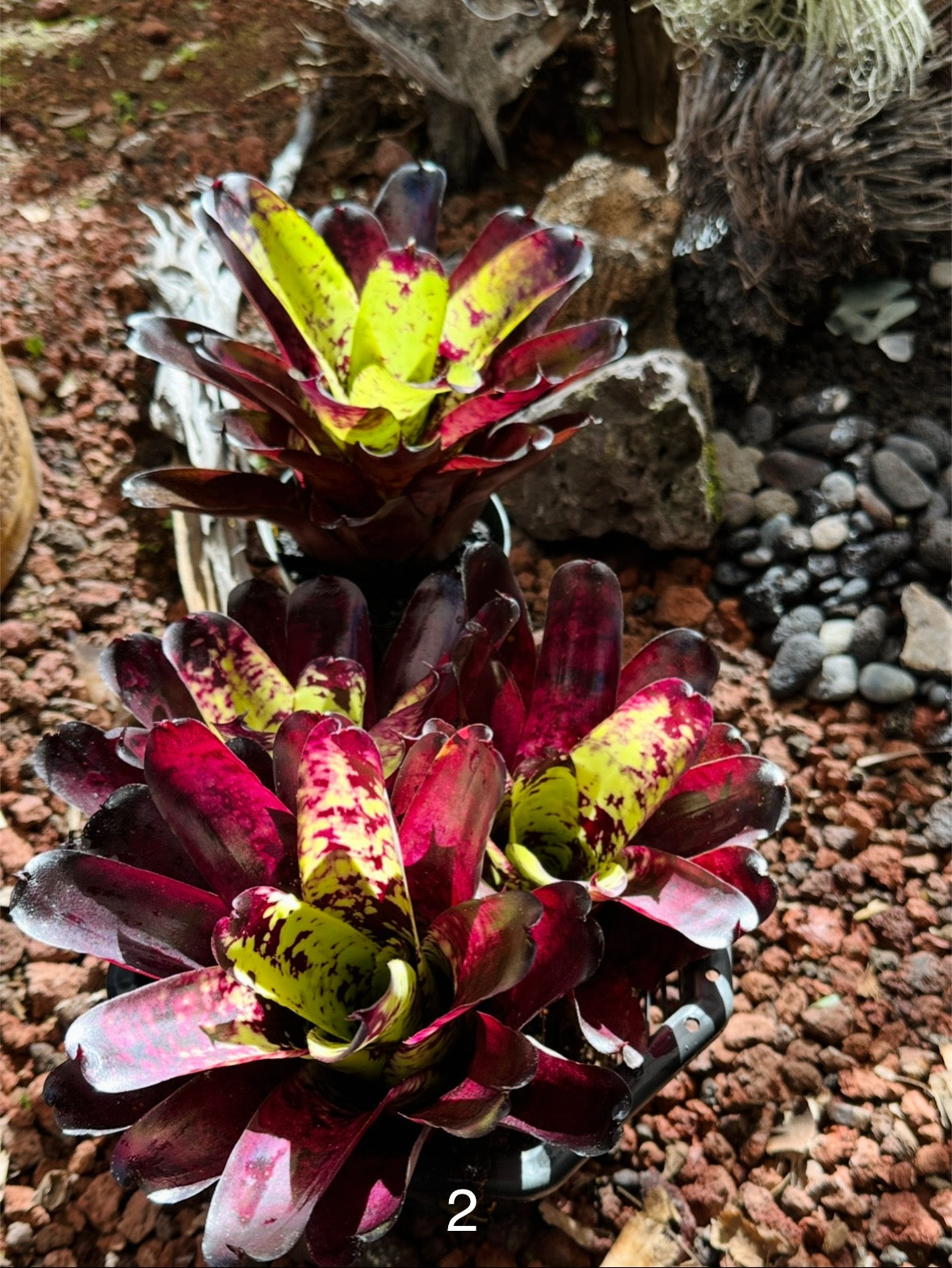 Assorted Neoregelia Minis