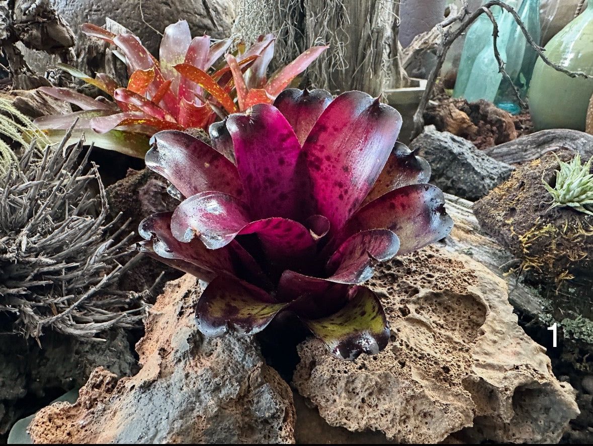 Assorted Neoregelia Minis