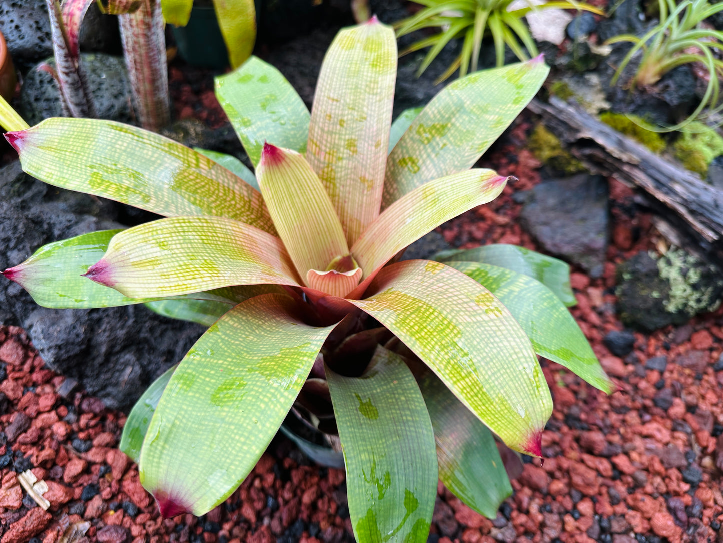 Vriesea fenestralis x ‘Golden Warrior’