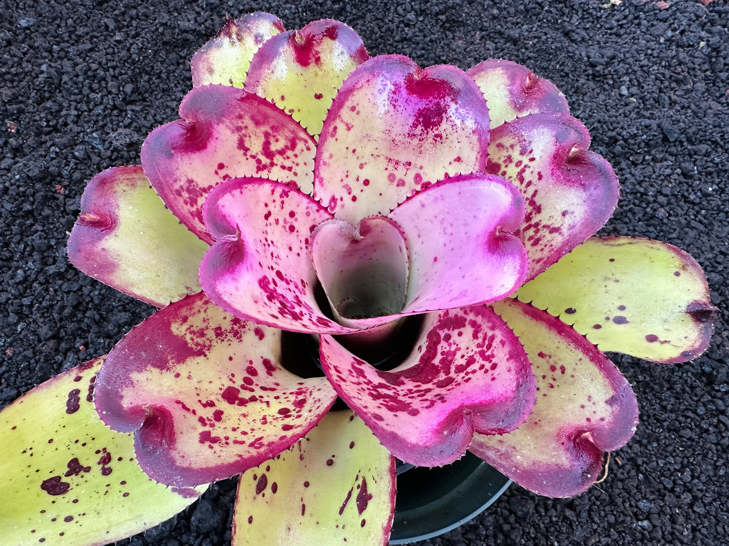 Neoregelia ‘Yokozuna’
