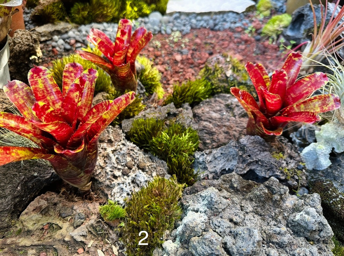 Assorted Neoregelia Minis