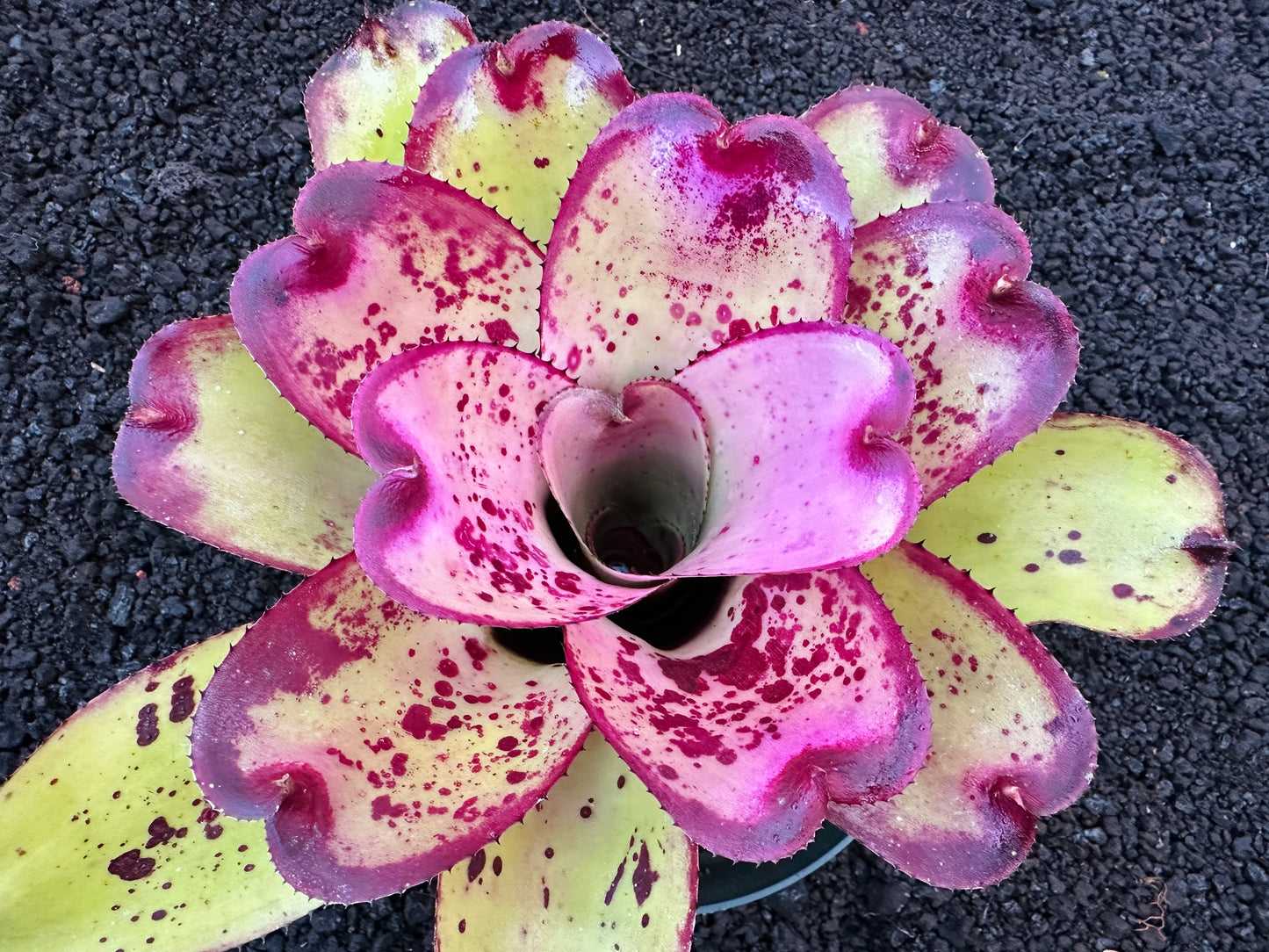 Neoregelia ‘Yokozuna’