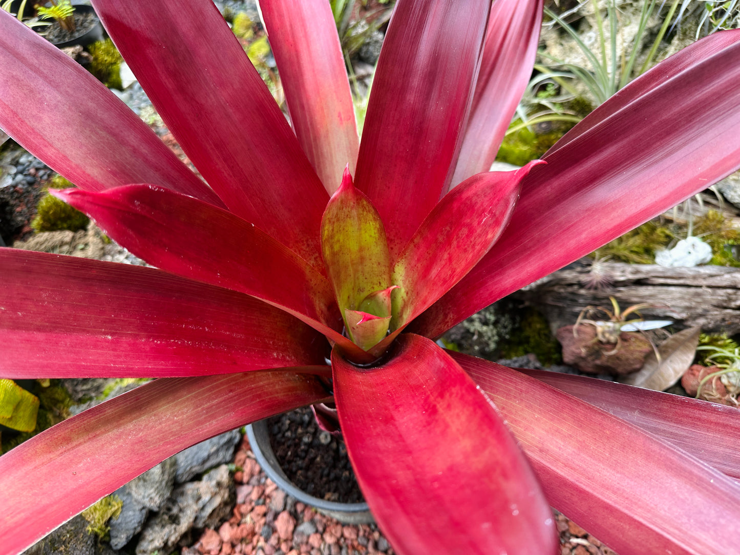 Alcantarea vinicolor ‘Hawaiian Red’