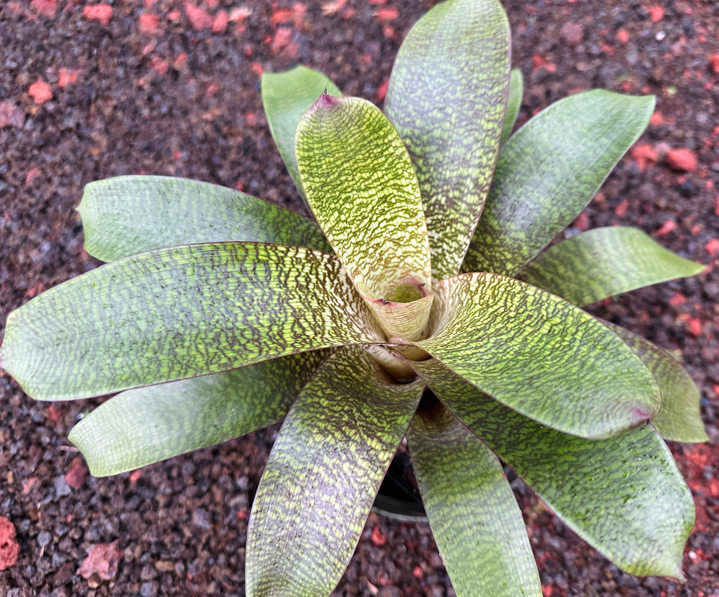 Vriesea ‘Puna Passion’ F2