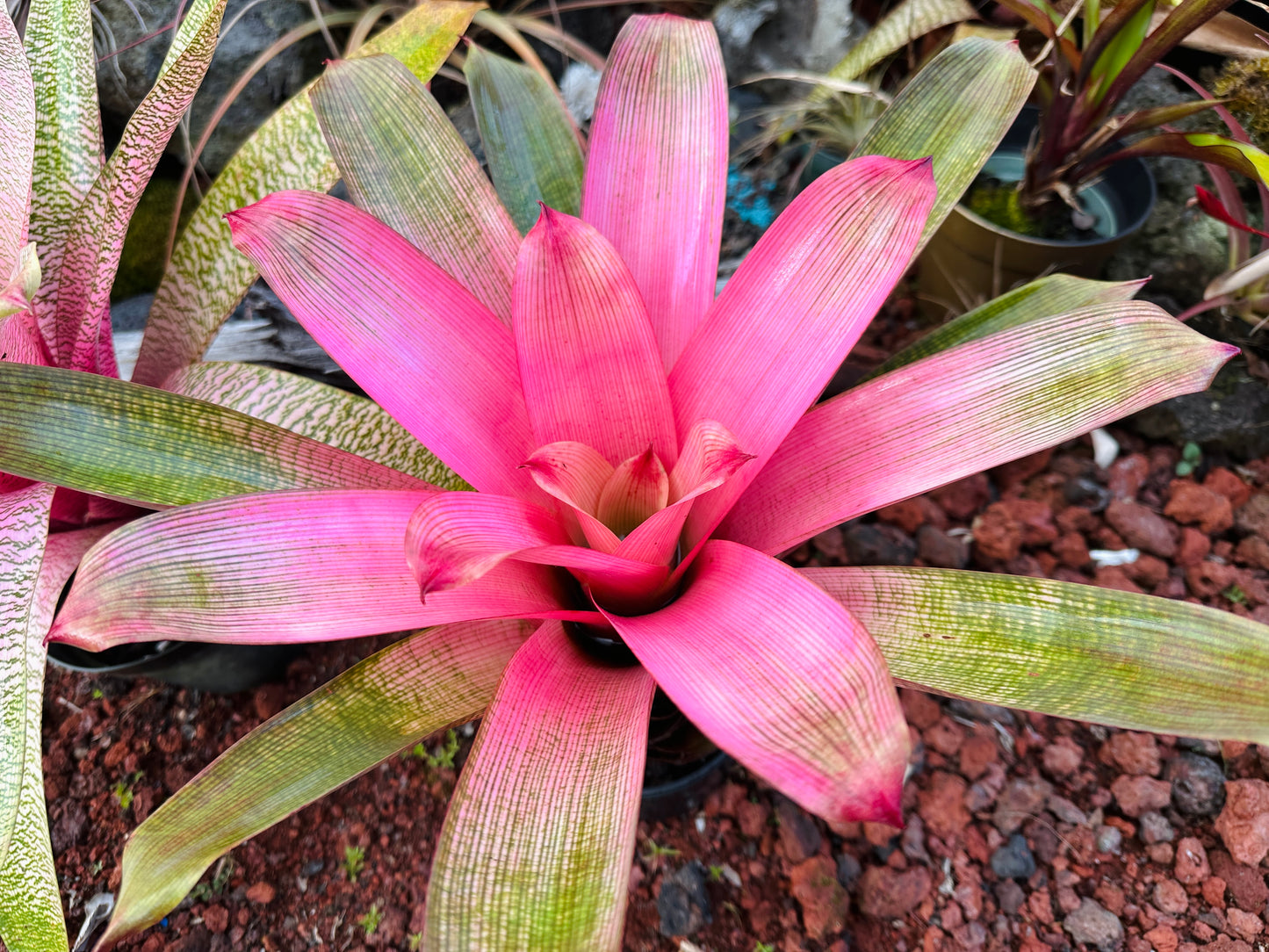 Vriesea ‘Hawaiian Pink Mist’