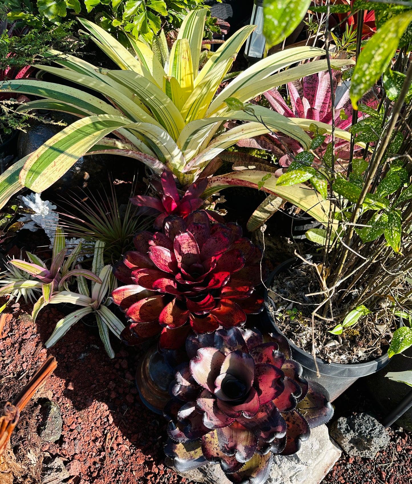Neoregelia ‘Kawika’ x ‘Hawaiian Rainforest’