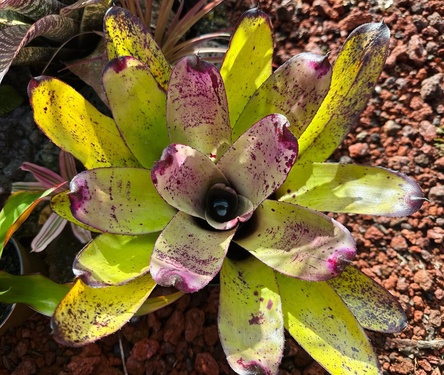 Neoregelia ‘Panaewa Rainforest’