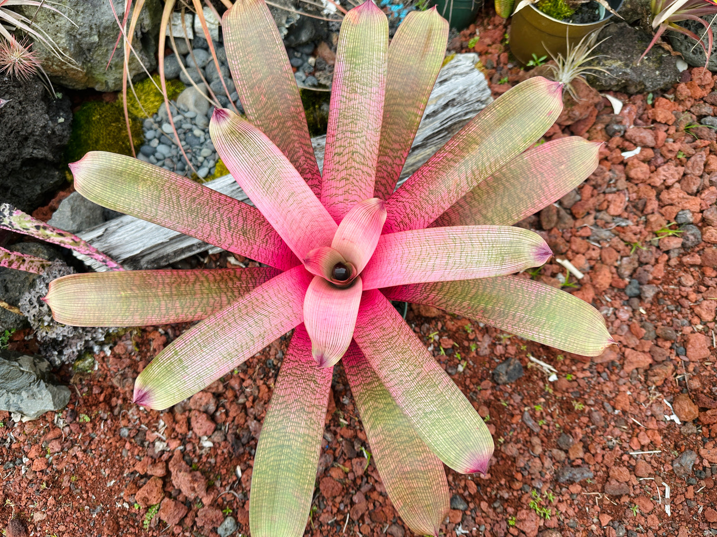 Vriesea ‘Hawaiian Goddess’