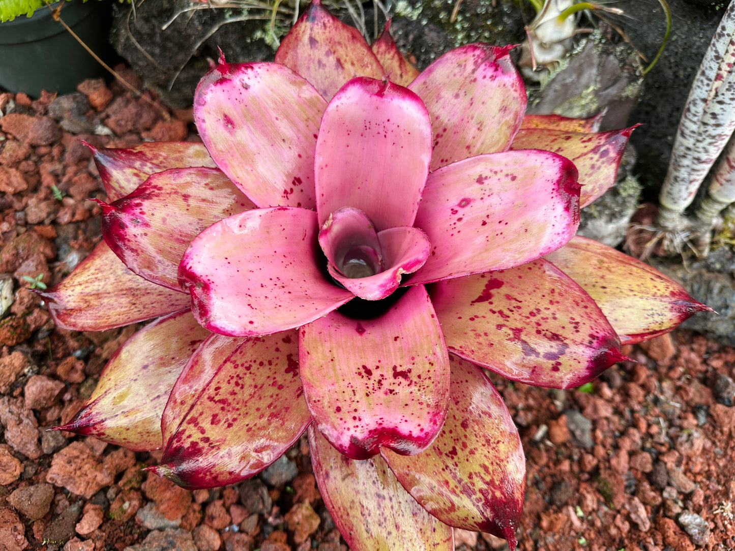 Neoregelia ‘Michi’ x ‘Lilikoi’