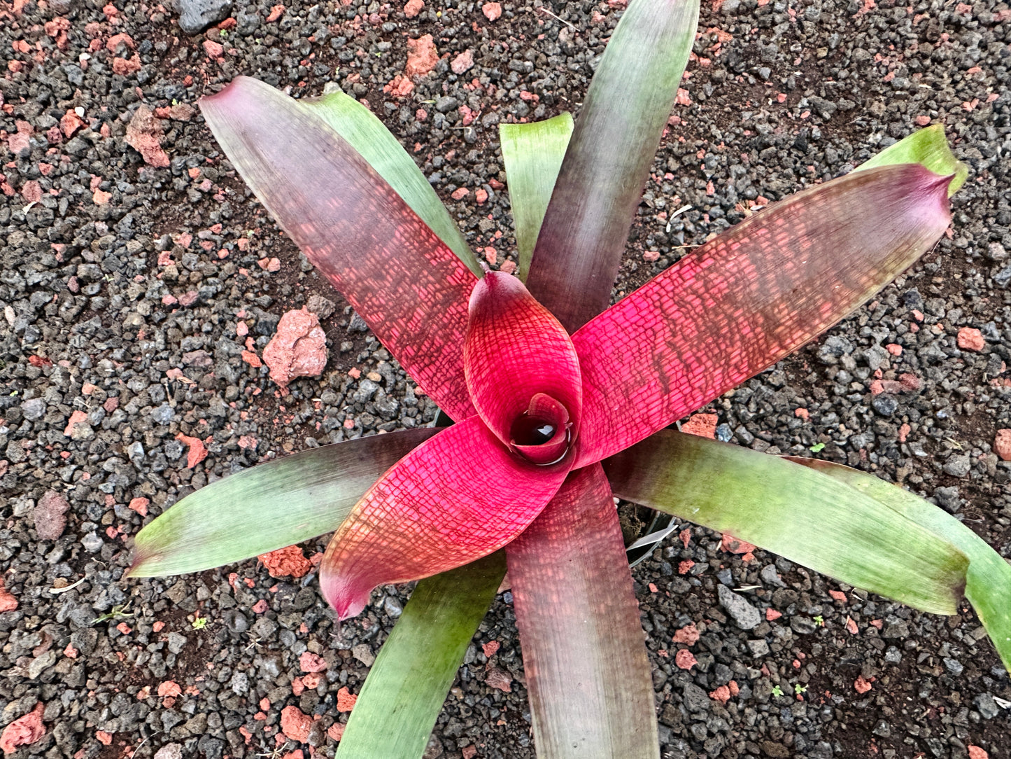 Vriesea ‘Kelci Shiigi’ F2