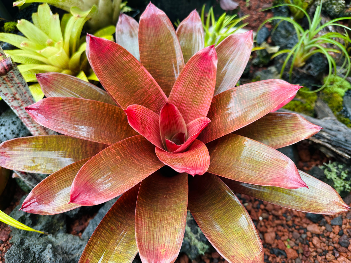 Vriesea ‘Ku’ulei’ cv. ‘Ula’ula