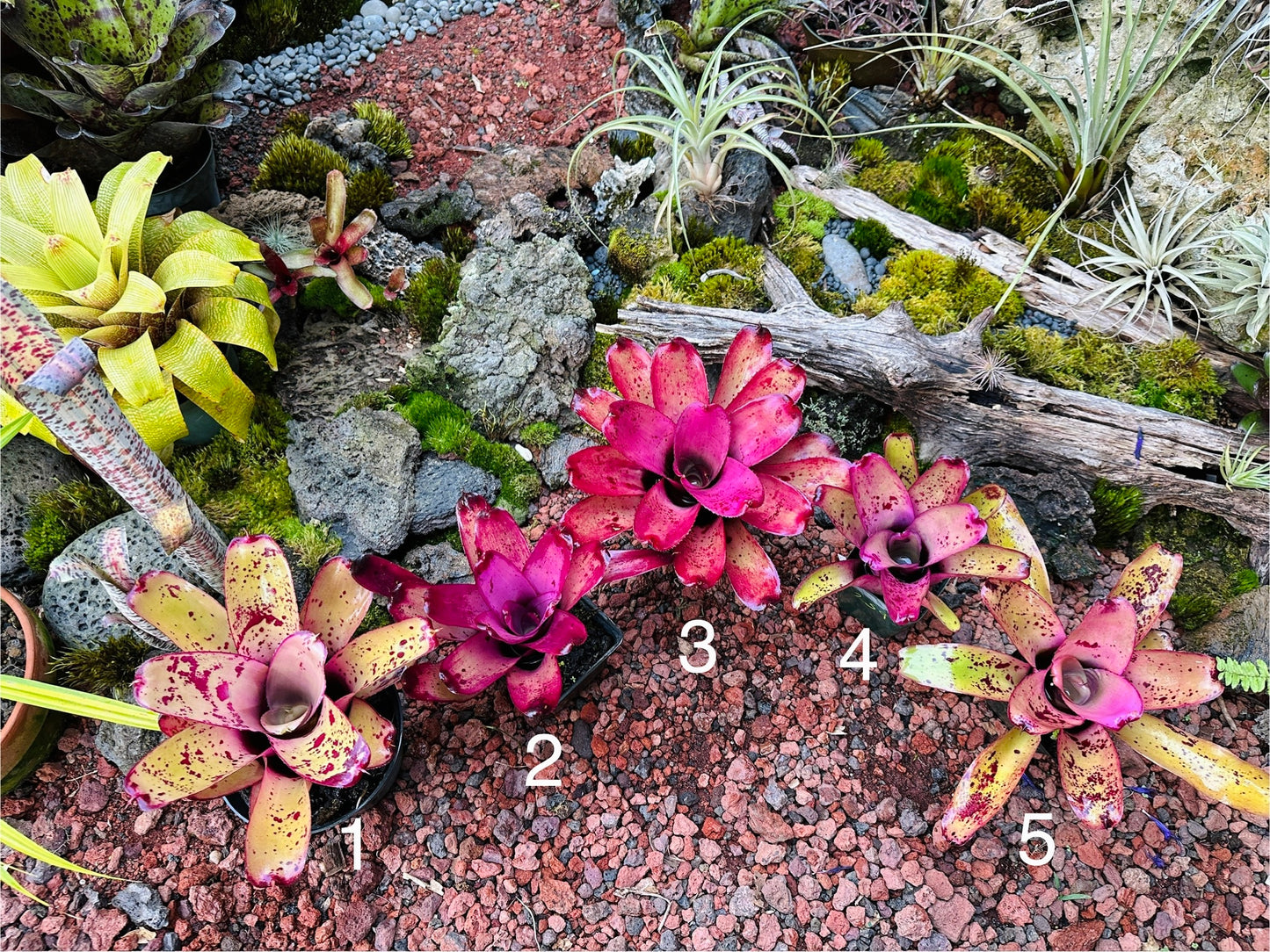 Assorted Neoregelia