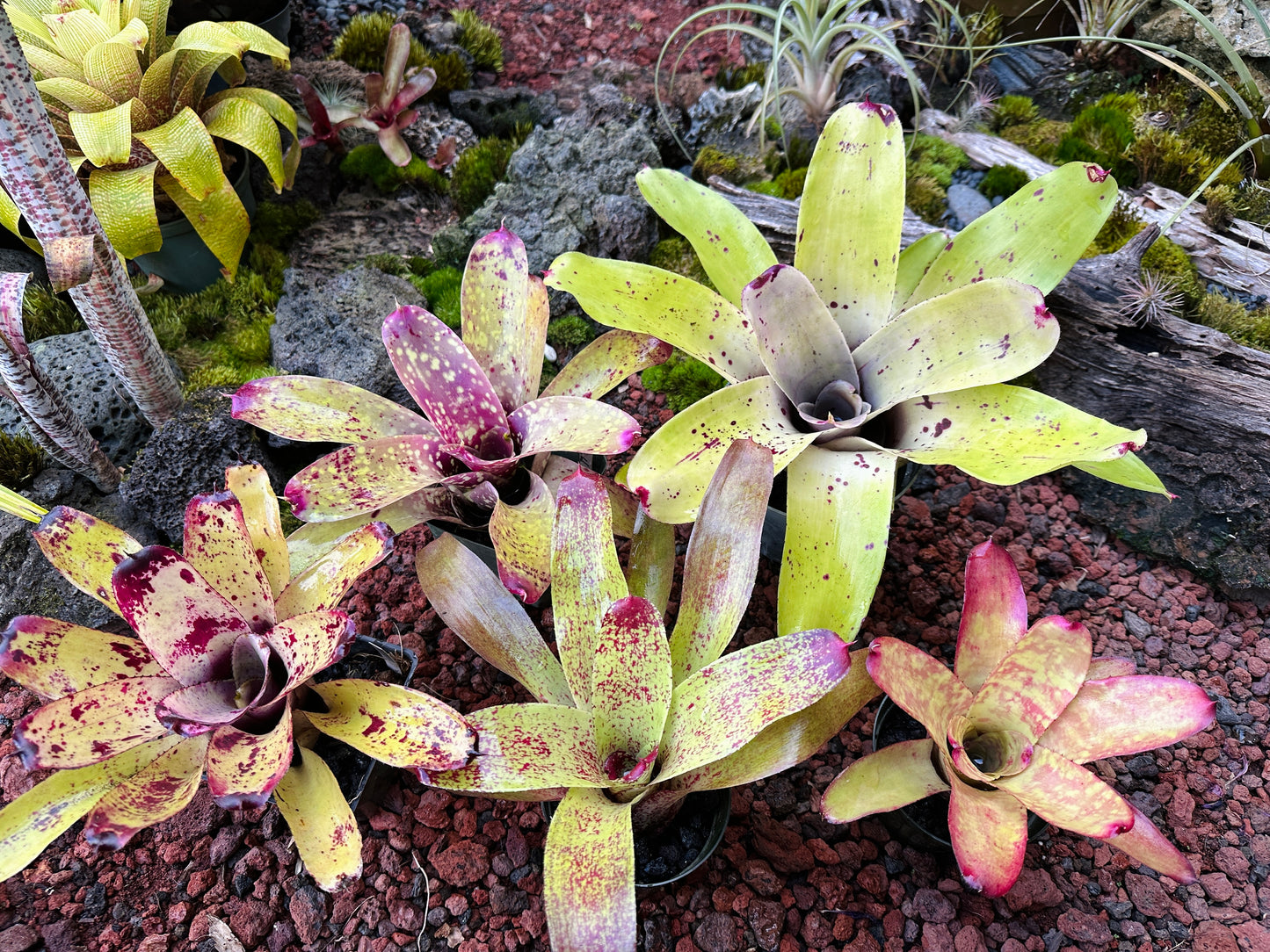 Assorted Neoregelia