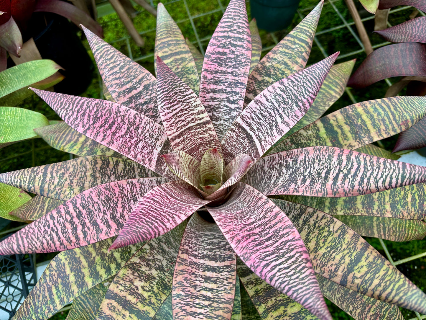 Vriesea ‘Ellen Yoshimura Harrell’