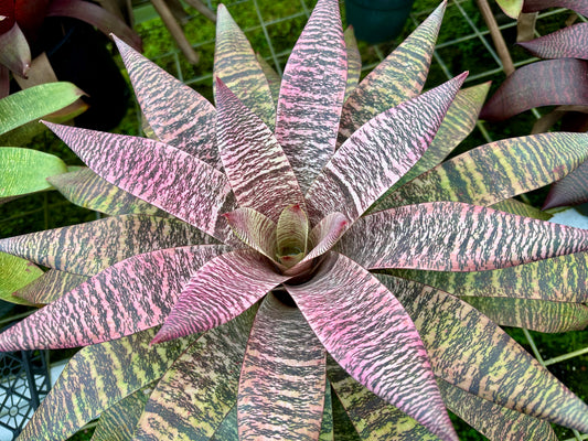 Vriesea ‘Ellen Yoshimura Harrell’