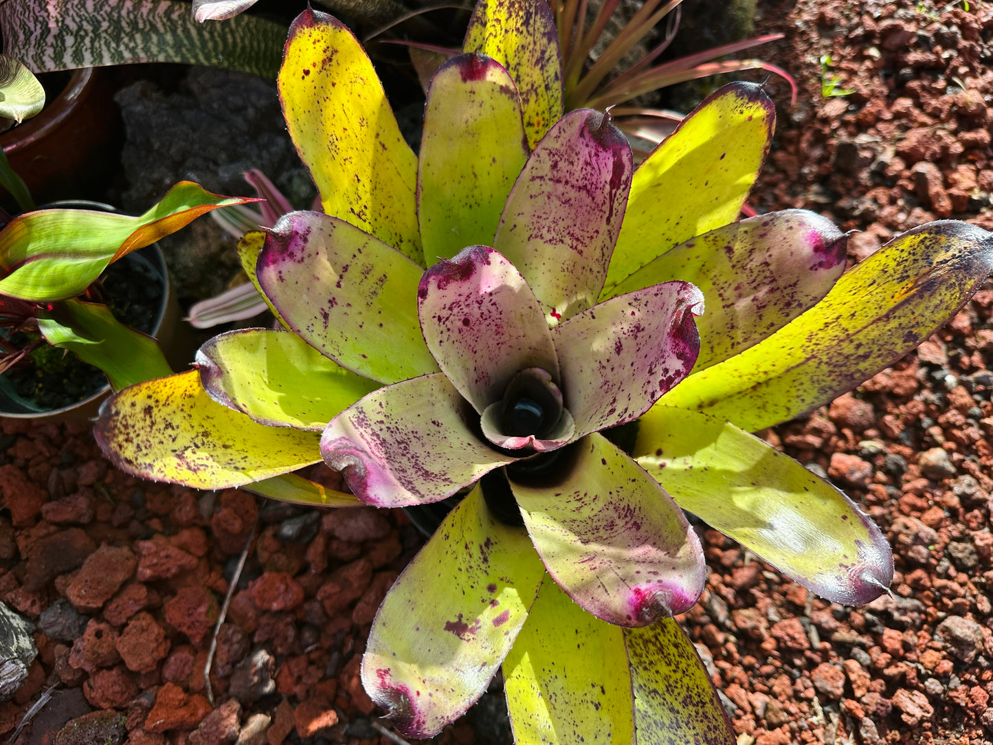 Neoregelia ‘Panaewa Rainforest’