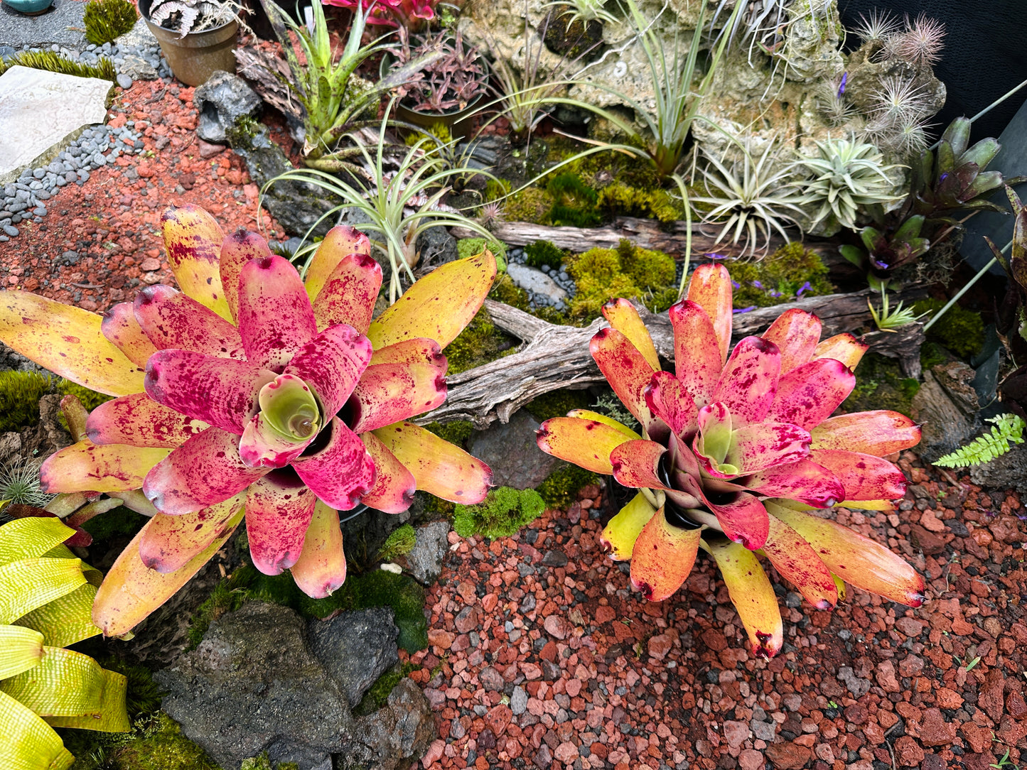 Neoregelia ‘Sao Paulo’ x ‘Arla Rutledge’