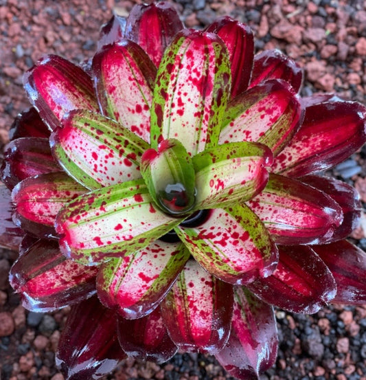 Neoregelia ‘Casoba’