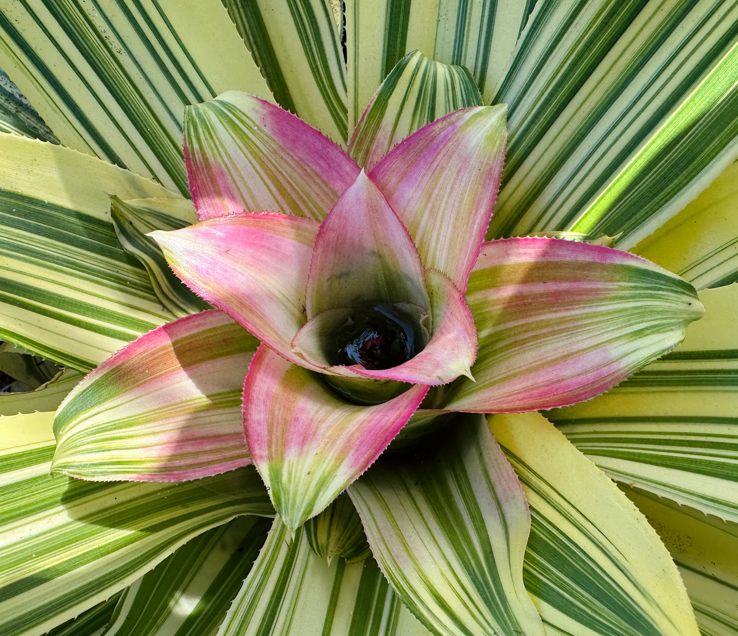 Nidularium innocentii