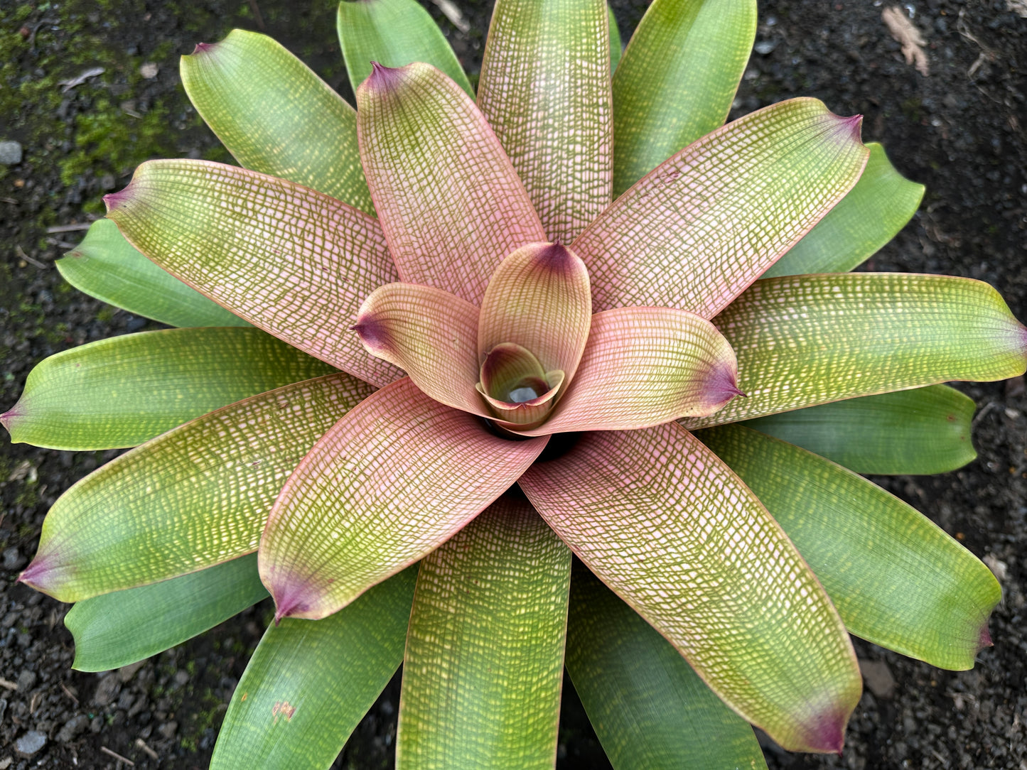 Vriesea fenestralis x ‘Hawaiian Ruby’