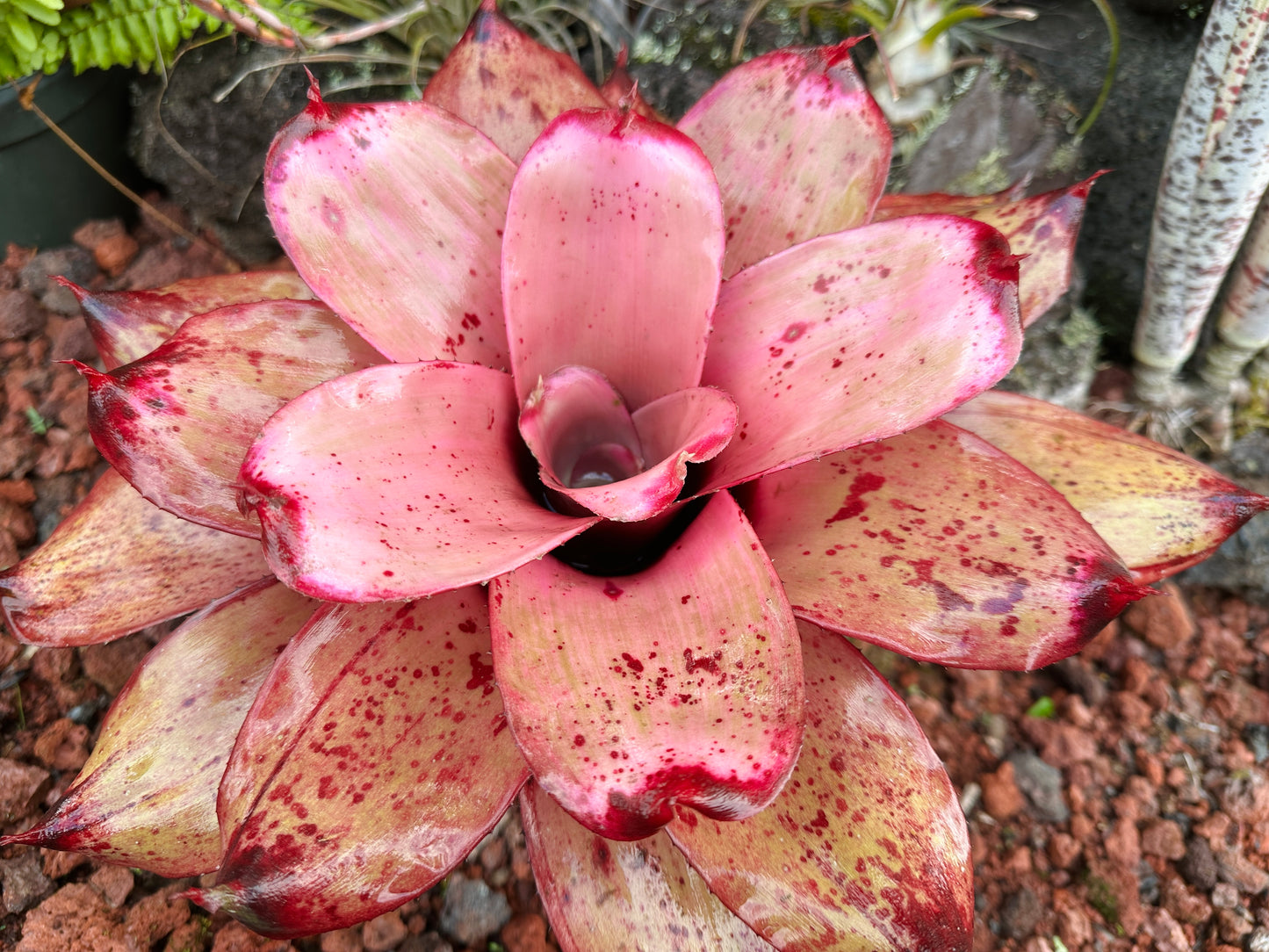 Neoregelia ‘Michi’ x ‘Lilikoi’