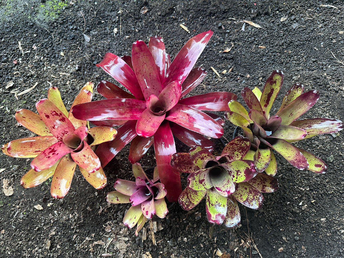 Assorted Neoregelia
