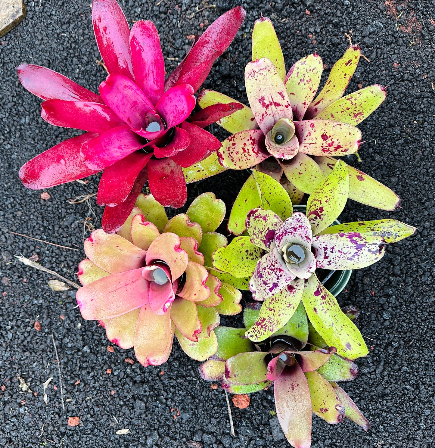 Assorted Neoregelia