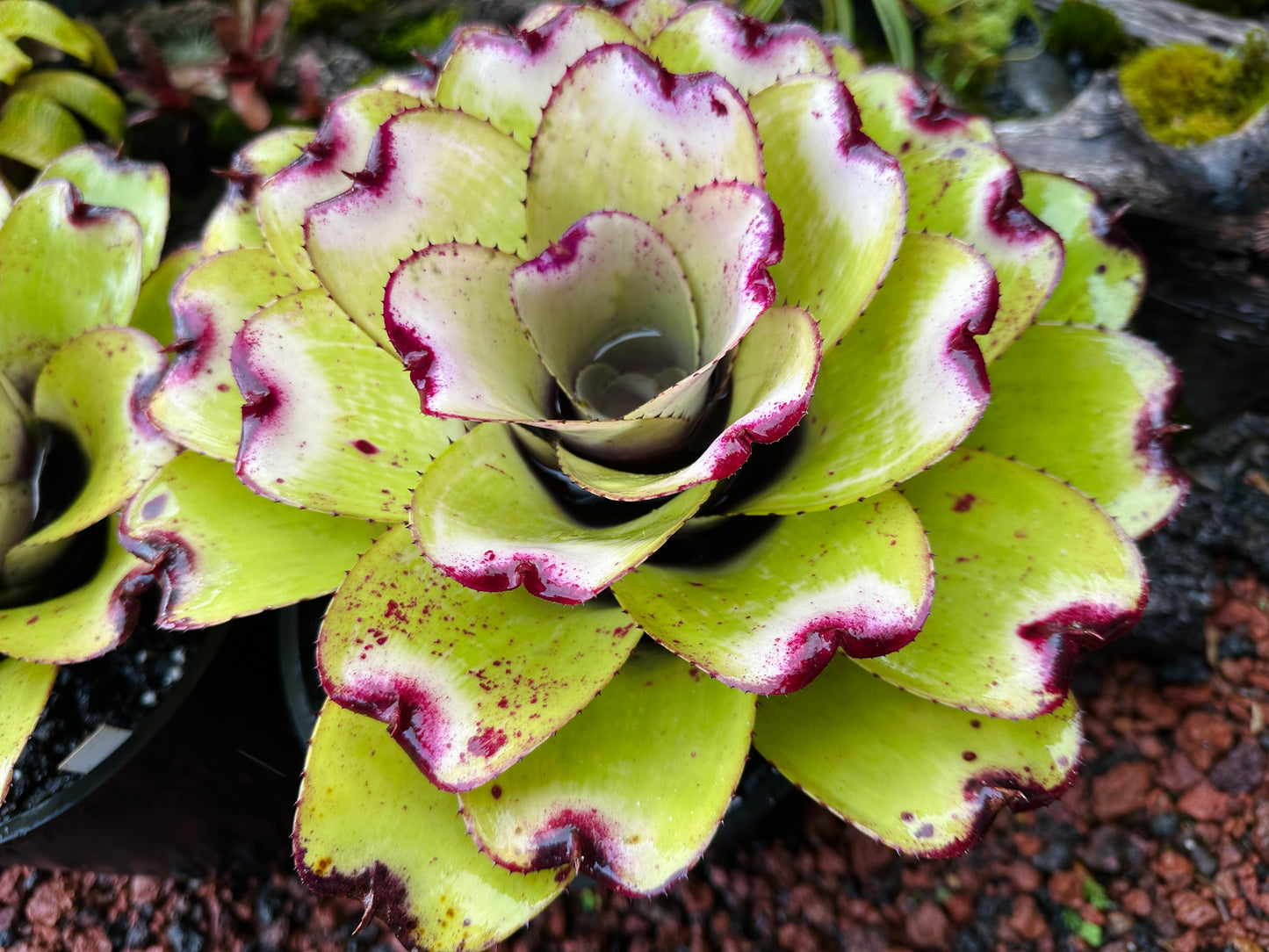 Neoregelia ‘Lilikoi’