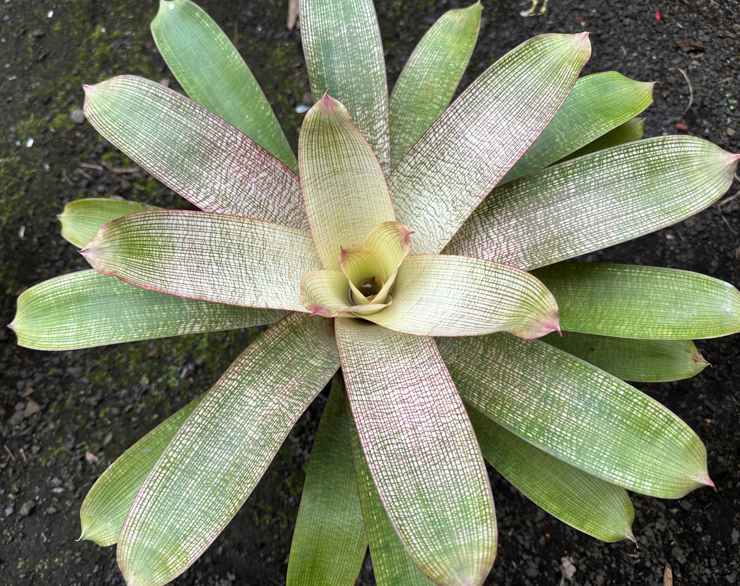 Vriesea ‘Hawaiian Pink Lady’ F2