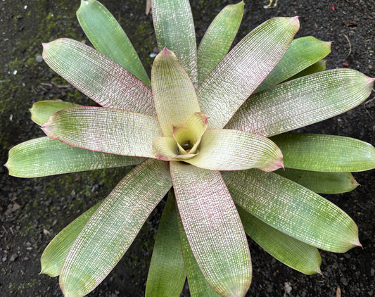 Vriesea ‘Hawaiian Pink Lady’ F2