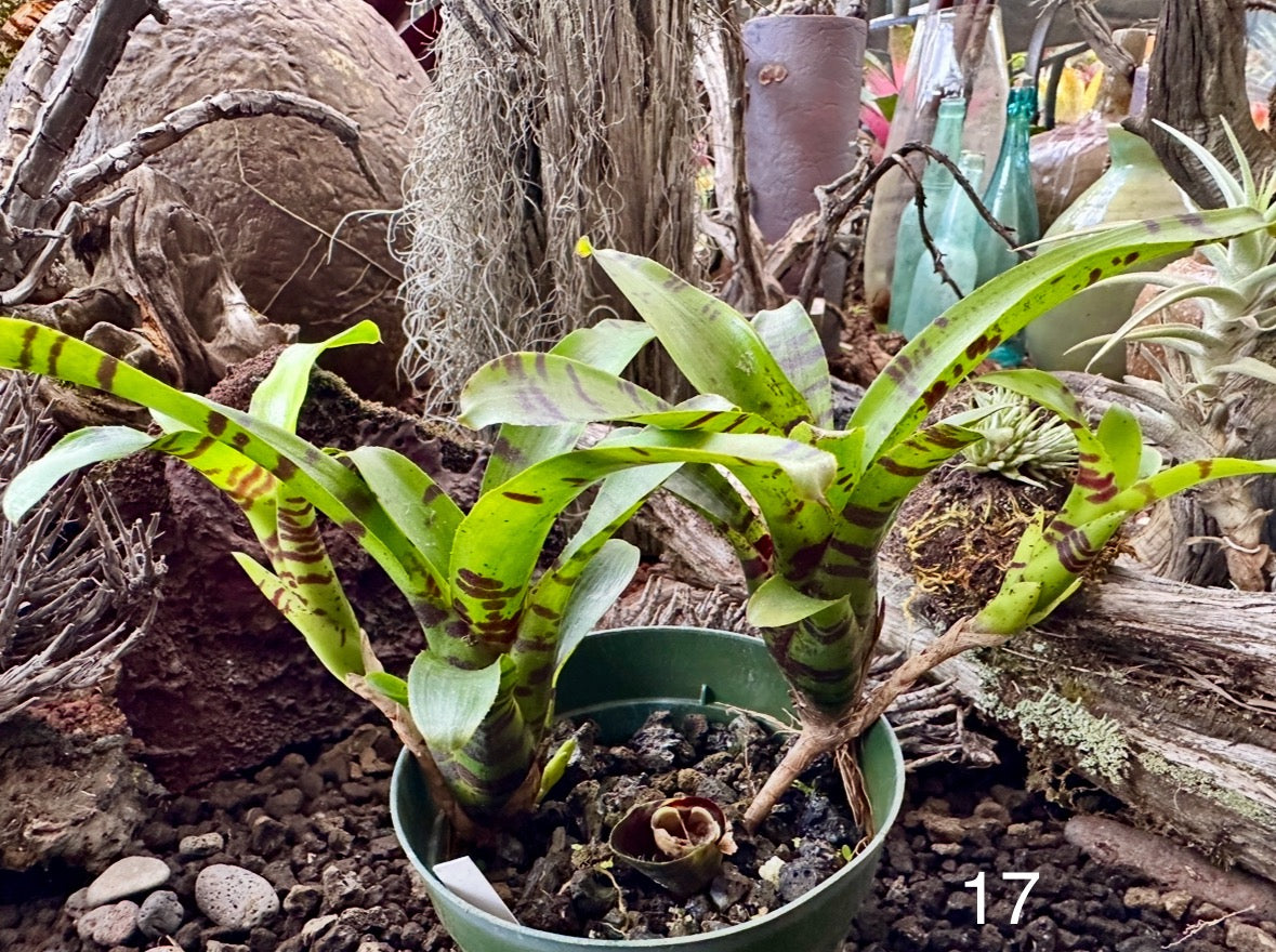 Assorted Neoregelia Minis