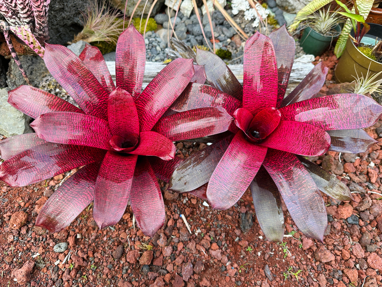 Vriesea ‘Red Samurai’ F2