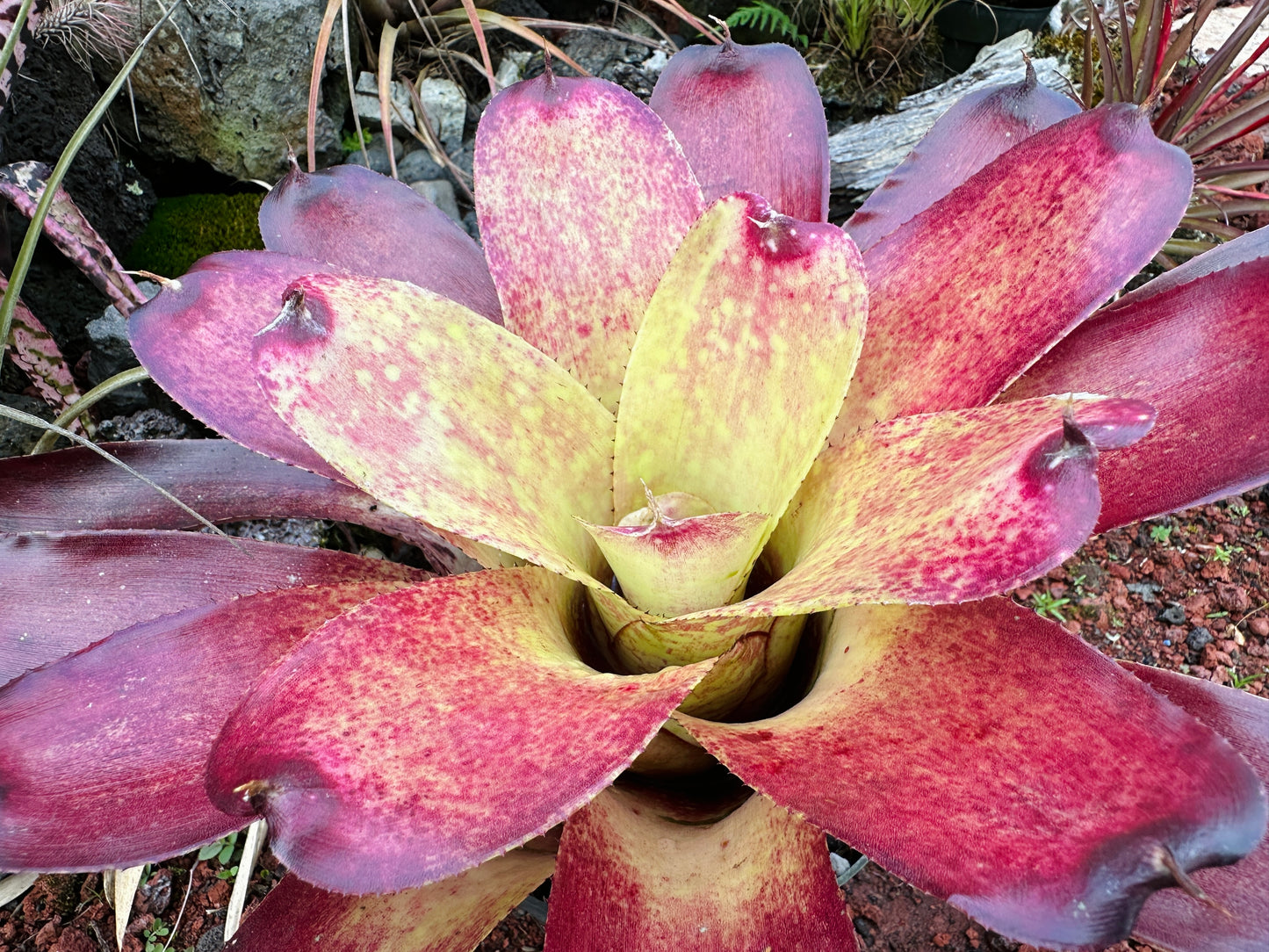 Neoregelia Gold Fever x (Carcharodon Tiger x Ornato)