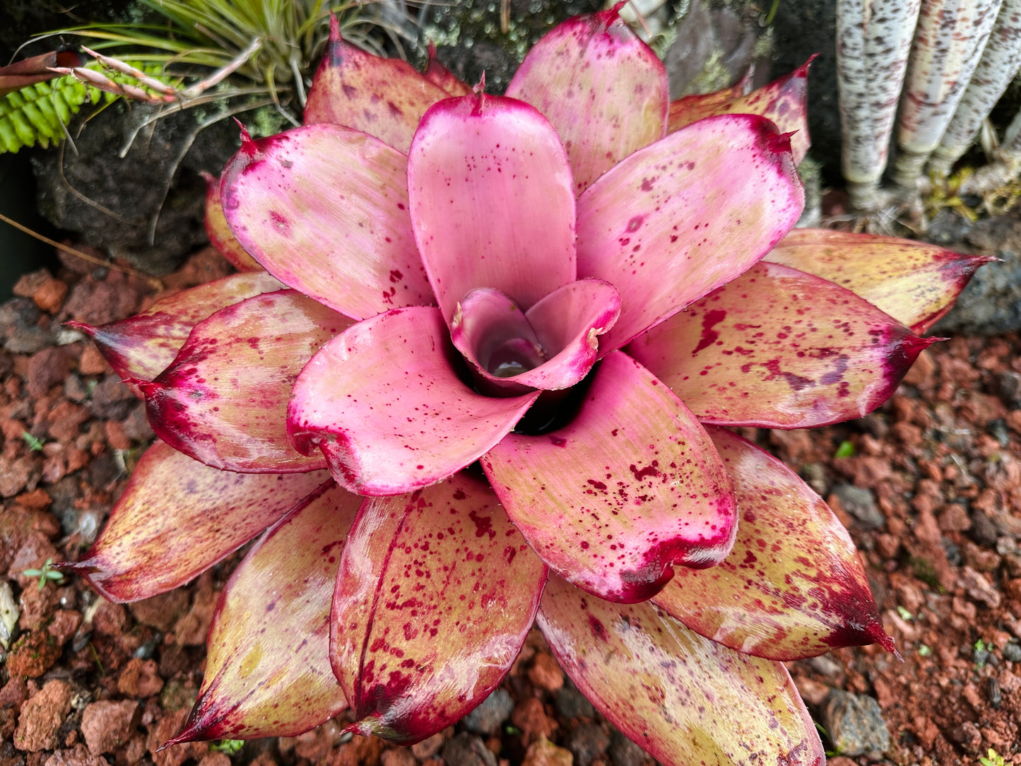 Neoregelia ‘Michi’ x ‘Lilikoi’