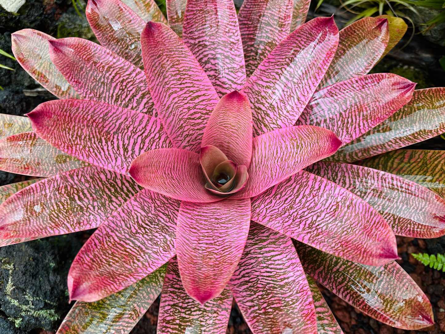 Vriesea ‘Leina’ala’ x ‘Hilo Rainbow’