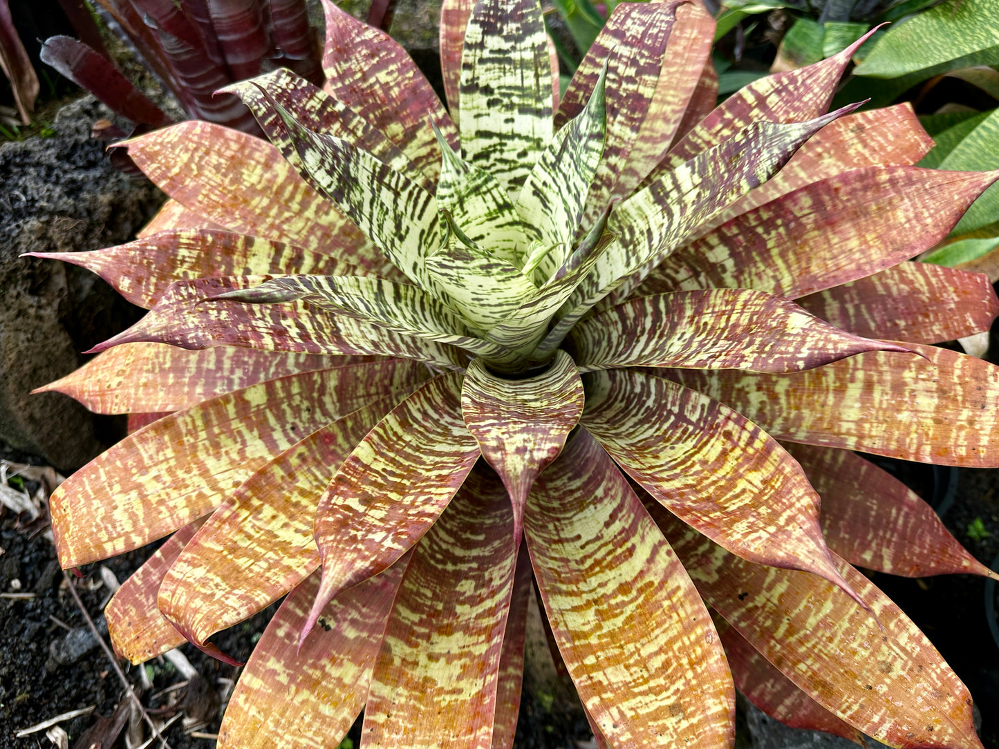 Goudaea Golden Dragon