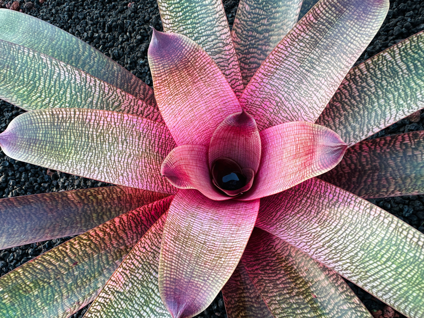 Vriesea ‘Hawaiian Pink Lady’ F2